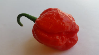 Super Hot Beast - Seeds - The Pepper Pantry (Formerly Marie Sharp's)